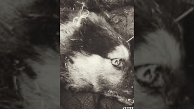 Страшилка на ночь КЛАДБИЩЕ(смотреть ночью) смотреть онлайн