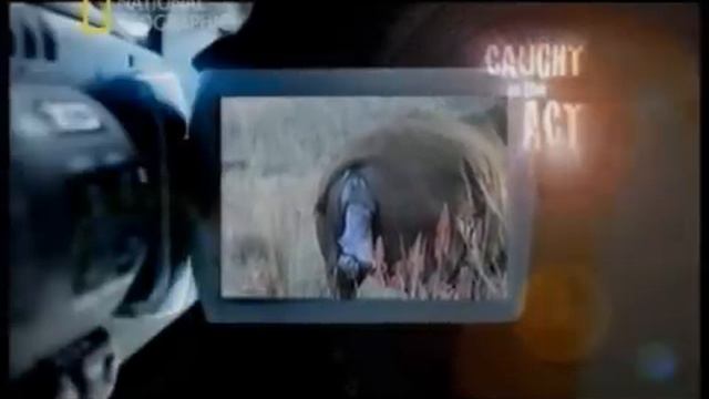 САМКА НОСОРОГА РОЖАЕТ смотреть онлайн