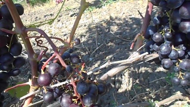 Звезда Шао на 29.07.22г. смотреть онлайн