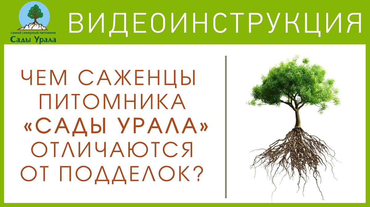 Растения урала питомник челябинск. Питомник сады Урала. Уральский питомник саженцев. Саженцы от садов Урала. Уральские питомники.