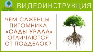 Чем саженцы питомника «Сады Урала» отличаются от подделок?