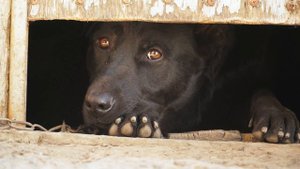 Пёсик 5 лет жил на цепи и отзывался только на крики. А потом произошло ужасное!