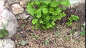 ГОРТЕНЗИЯ ВЕСНОЙ.  МУЛЬЧИРОВАНИЕ И ПОДКОРМКА.