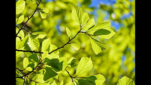 ЯРКАЯ РАССЛАБЛЯЮЩАЯ МУЗЫКА смотреть онлайн