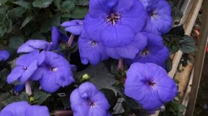 Ахименес Oviksfjallen