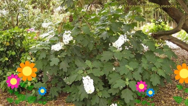 Гортензия дуболистная. Краткий обзор, описание характеристик hydrangea quercifolia смотреть онлайн