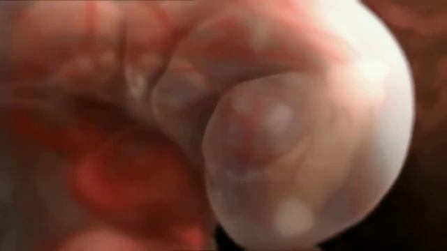 Как происходит зачатие ребенка - фантастическое видео смотреть онлайн