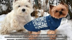 Свитер для собаки: как связать спицами для начинающих