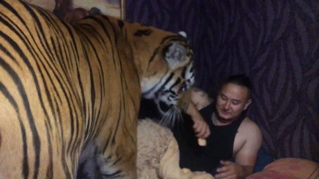 тигры пришли домой