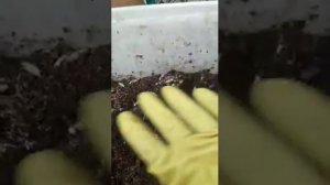 Восковая моль (ПЖЛВМ) - сохраните молярий в зиму!