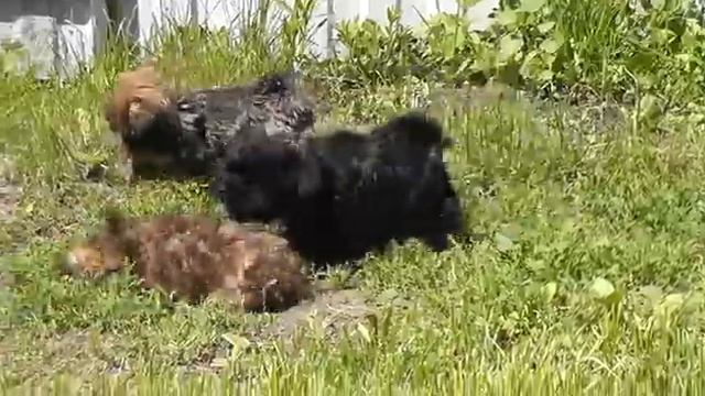 Русская цветная болонка питомник Райское Соцветие 27.05.2019г. смотреть онлайн