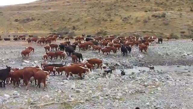 Mt White Cattle Muster 074 смотреть онлайн