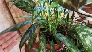 Обзор комнатных растений/ Комнатные цветы в декабре