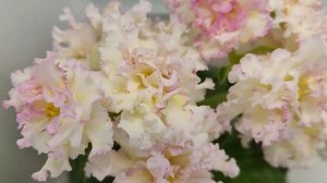 Фиалка ЛЕ-Злато Скифов