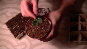 Как прорастить семена настурции, календулы и тагетисов. Часть 1.