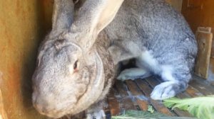 Порнуха кроликов