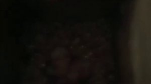 Как в Германии держат попугаев.