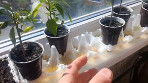 Упаковка из под яиц для рассады. От канала Мы из Краснодара