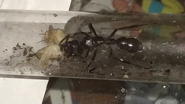 Муравей-пуля и её обед / Paraponera clavata ants смотреть онлайн