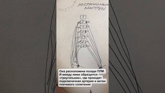 Лестничные мышцы