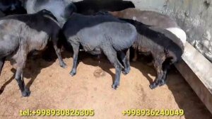 ? КУЙ БОКИШНИНГ ОДДИЙ УСУЛИ ХАММА ХАМ БОКА ОЛАДИ УЙ ШАРОИТИДА