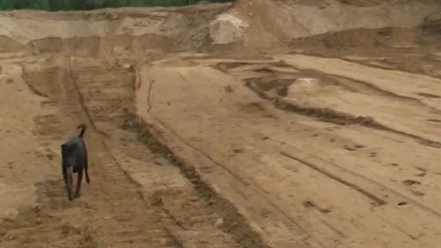 Прогулка с собакой смотреть онлайн