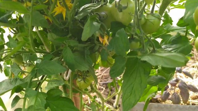 ТОМАТЫ по сортам. 11 июня. Владимирская область .Часть 1 смотреть онлайн