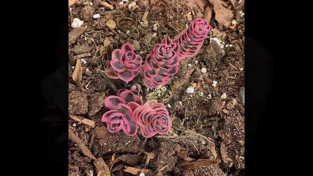 Rare Succulents смотреть онлайн