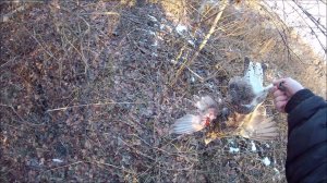 Песня "Осенняя охота"