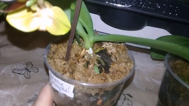 ПАФИОПЕДИЛУМ МАУДИ смотреть онлайн