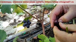 Кто лучше Посланник или Алвика? Разговор на форуме https://forum.vinograd7.ru/ 16 октября 2023 год.