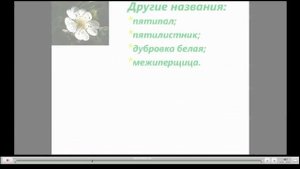 Лапчатка белая Полезные свойства