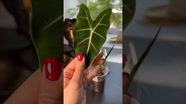 Алоказия Мишольца Фрайдак Alocasia Micholitziana Frydek #alocasiamicholziana #alocasiafrydek