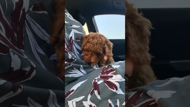 Той-пудель девочка смотреть онлайн