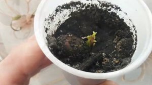 Как вырастить дуб из желудя!