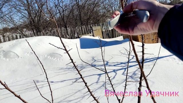 Обрезка абрикоса. смотреть онлайн