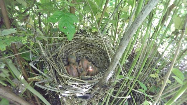 Жулан170619 14 24GP 25 ♂ дал кобылку, ♀ скормила смотреть онлайн