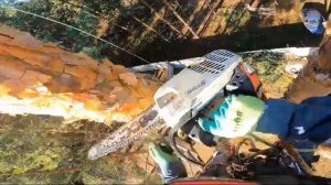 Удаление сосны методом разбора по частям