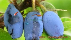 Жимолость съедобная Виола (lonicera edulis viola) ? Виола обзор: как сажать, саженцы жимолости Виол