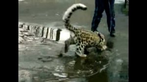 Кошка ашера гуляет по луже Ashera cat walks through a puddle Юмор! Прикол! Смех