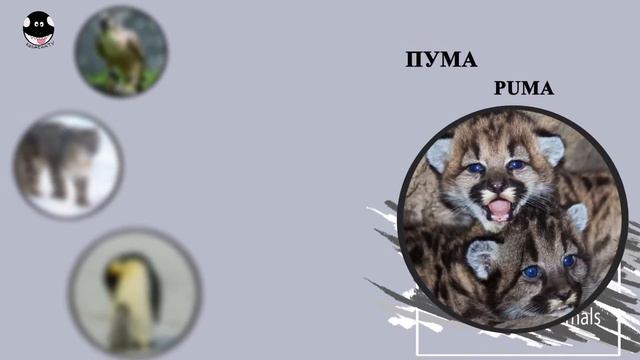 Английский для детей,Факты о животных смотреть онлайн