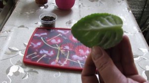 КАК ИЗ 1 ЛИСТА ФИАЛКИ ПОЛУЧИТЬ МНОГО ПОЛНОЦЕННЫХ ДЕТОК