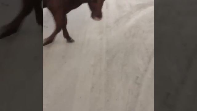 Красный бык апокалипсиса из Израиля в Томской области смотреть онлайн