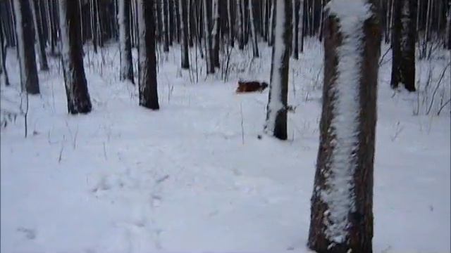 Ричи - беготня по зимнему лесу! смотреть онлайн