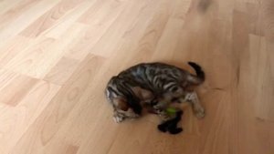 ? Бенгальский котёнок! Первые дни дома.