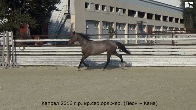 Капрал 2016 г.р. красно-серый орловский  жеребец  (Пеон – Кама) смотреть онлайн