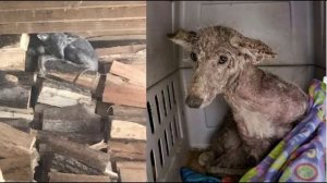 Девушка приютила странную собаку, а им оказался дикий зверь