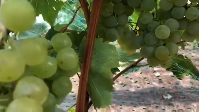 Виноград Цитронный Магарача
