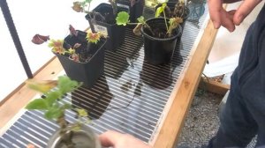 🌱 Pelargonium Cuttings Update - SGD 249 🌱