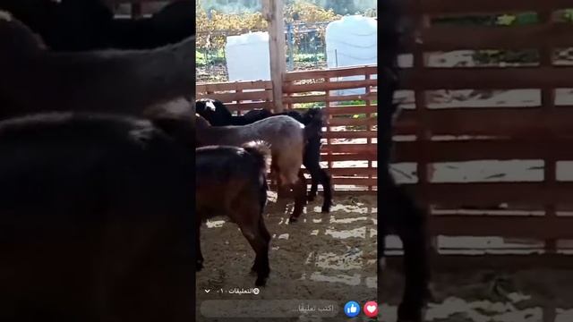 Шами козы смотреть онлайн